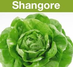 Salata Shangore